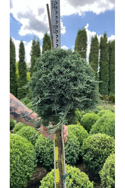 Ялівець горизонтальний Айс Блю / Монбер (ШТАМБ)  20л/вис.105-125см/Ø20-25см/ШТАМБ 100-120см